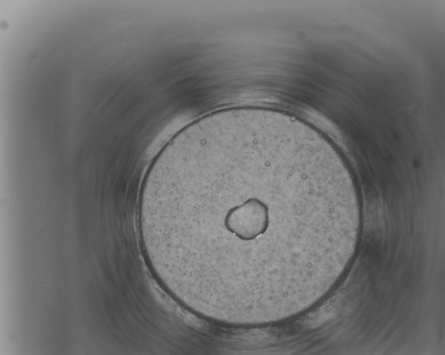 X0000068831338200605121331