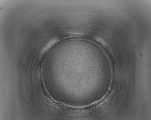 X0000068831354200605121330