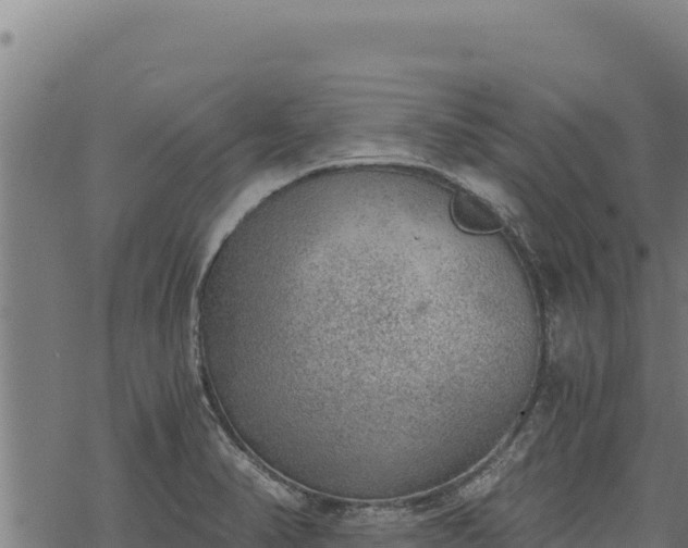 X0000068831374200605121330