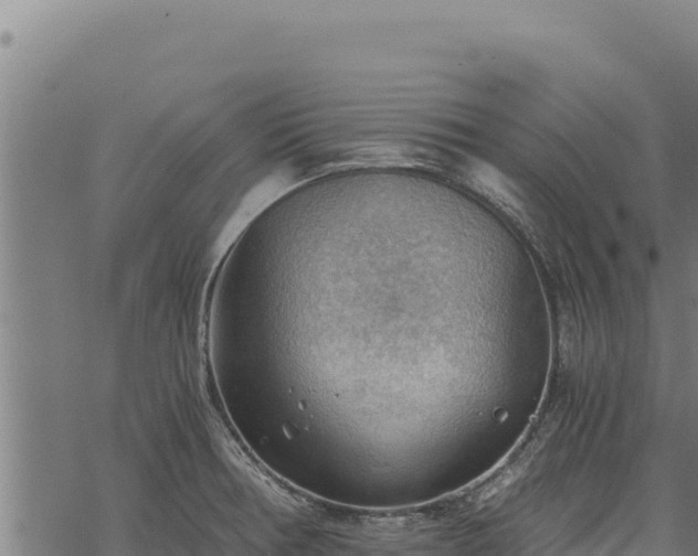 X0000068831378200605121330