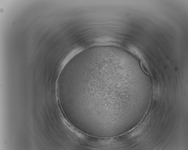 X0000068831386200605121330