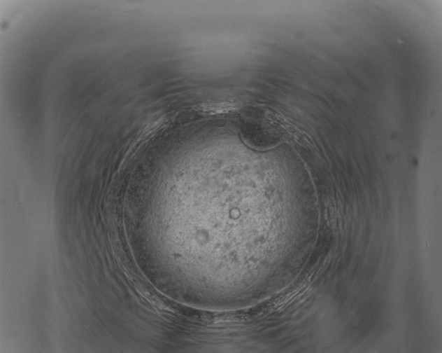 X0000068831393200605121329