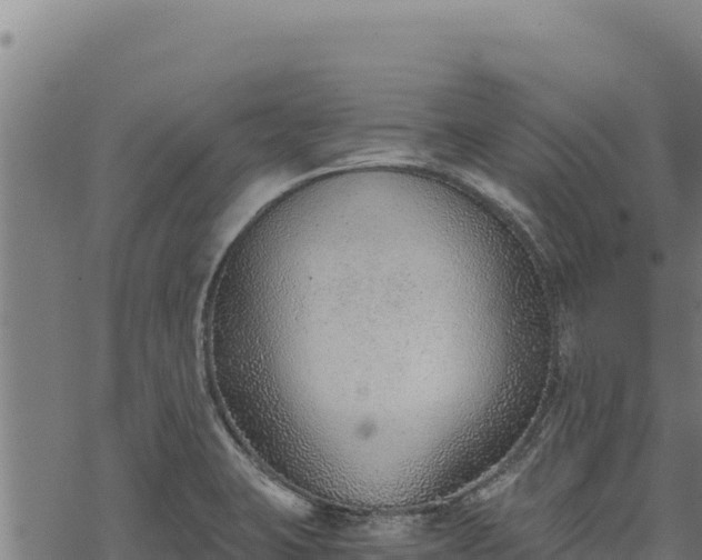 X0000068831423200605121330