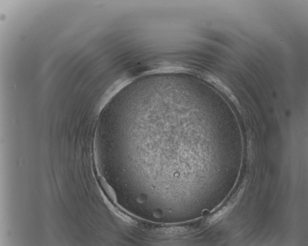 X0000068831425200605121330