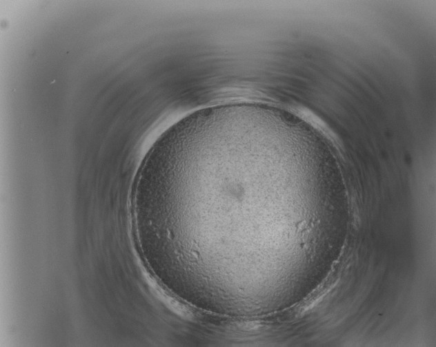 X0000068831431200605121330