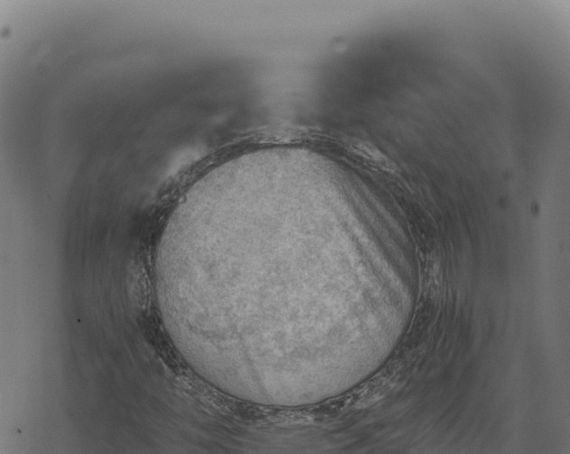 X0000068831446200605121329