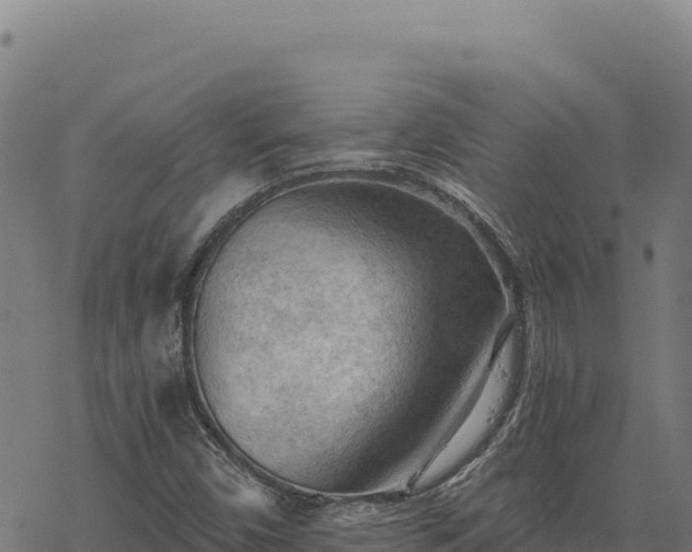 X0000068831450200605121329