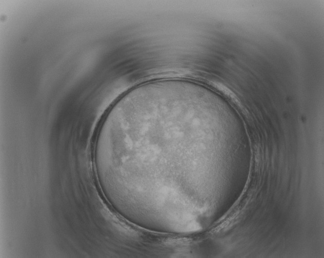 X0000068831466200605121329