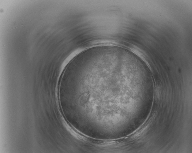 X0000068831482200605121328