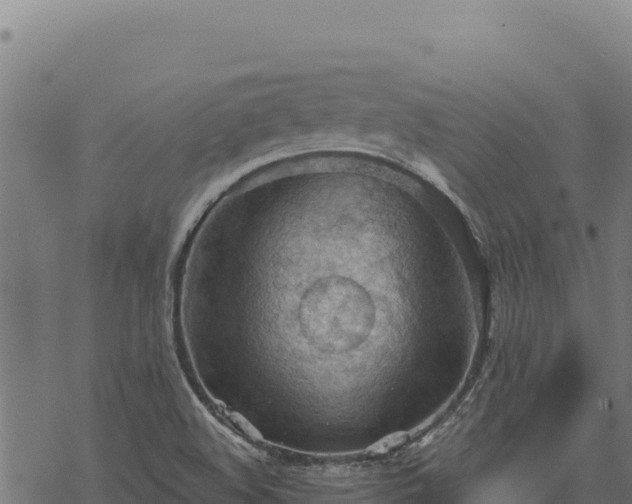 X0000068831508200605121328