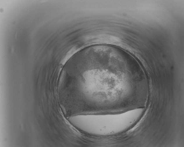 X0000068831529200605121328