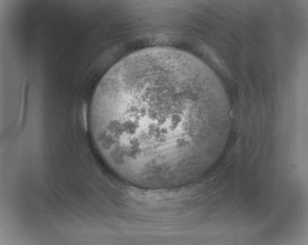 X0000068830022200605191910