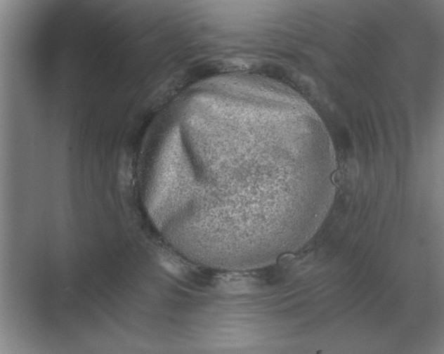 X0000068830331200605191905