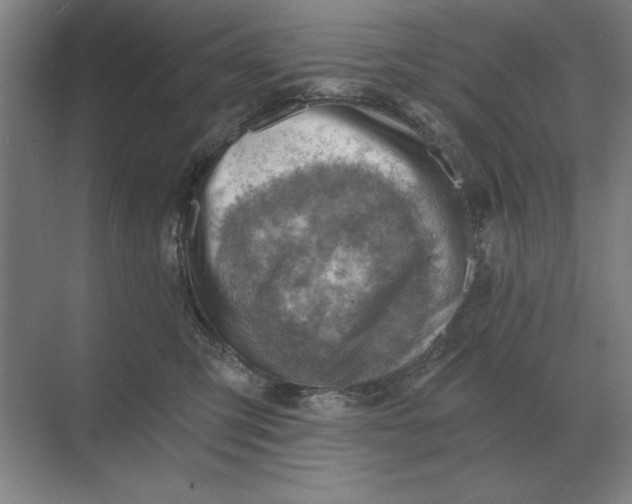 X0000068830423200605191904