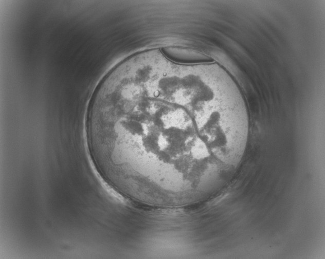 X0000068831055200605191854