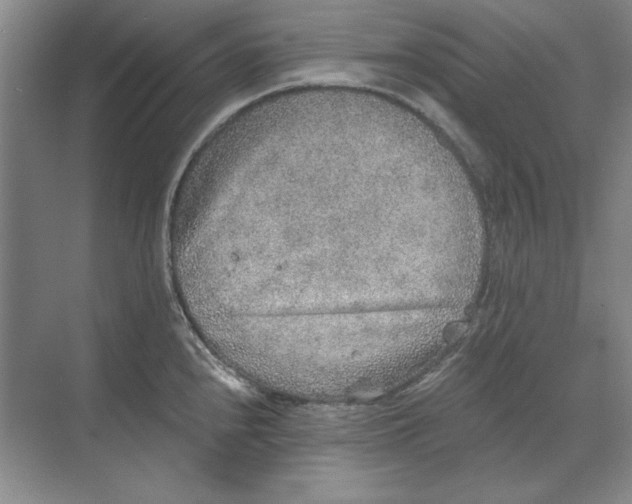 X0000068831240200605191851