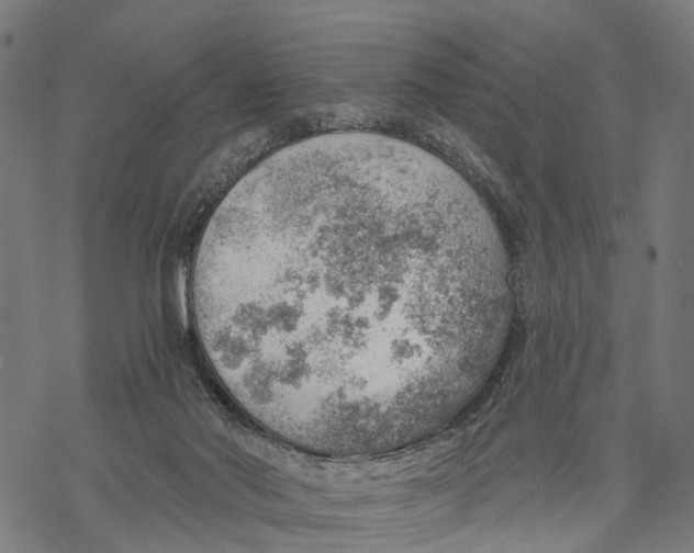 X0000068830022200605261627