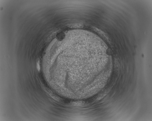 X0000068830069200605261626