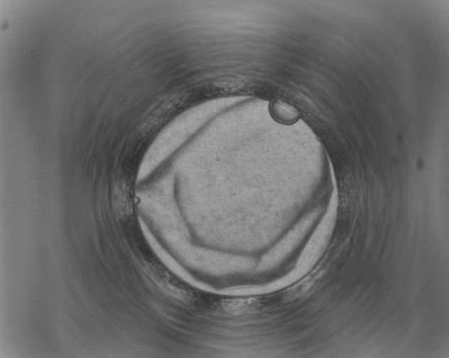 X0000068830136200605261625