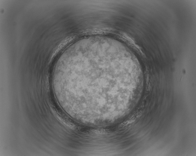 X0000068830250200605261623