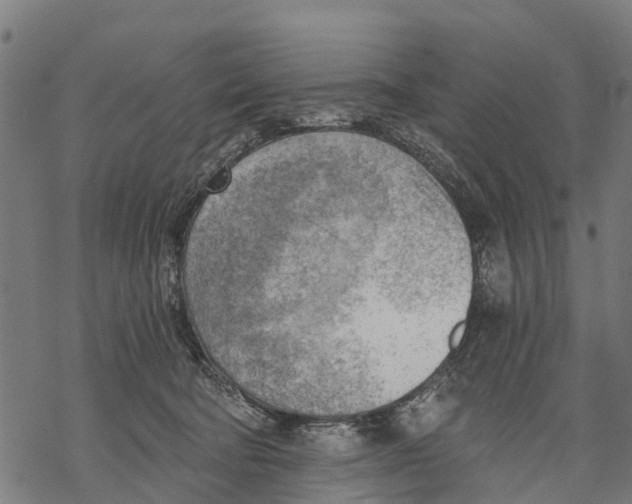 X0000068830322200605261622