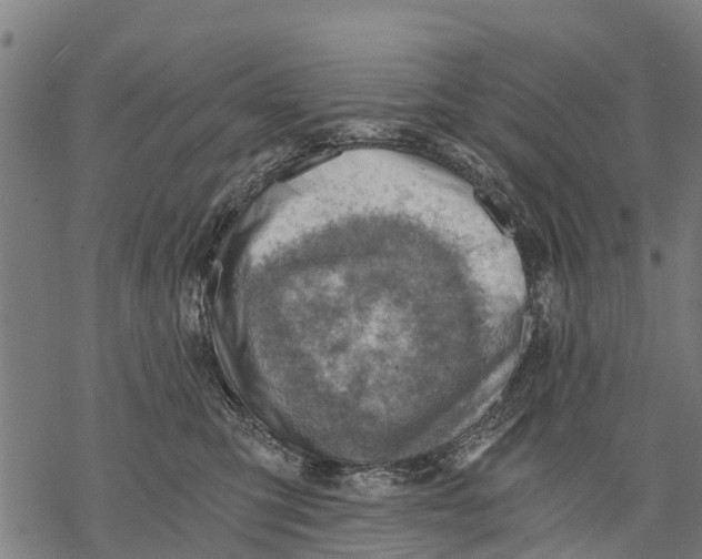 X0000068830423200605261620