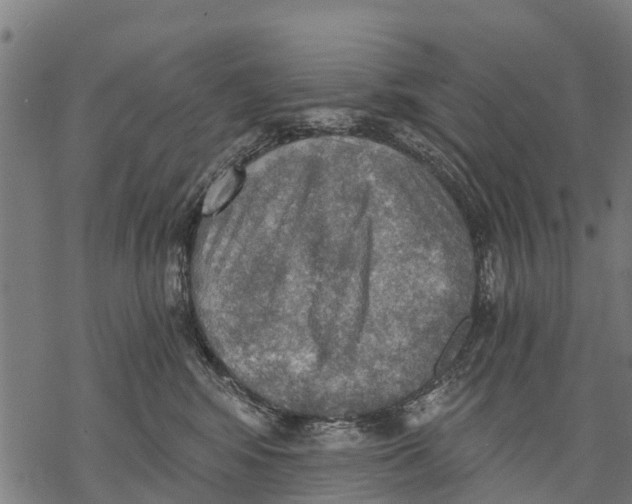 X0000068830424200605261620