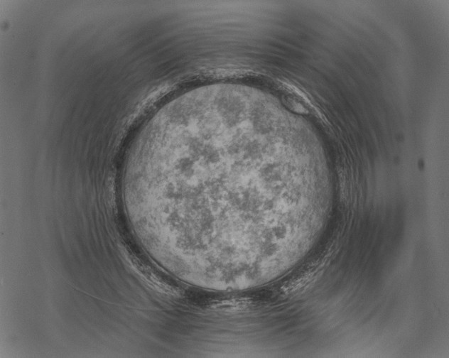 X0000068830447200605261620