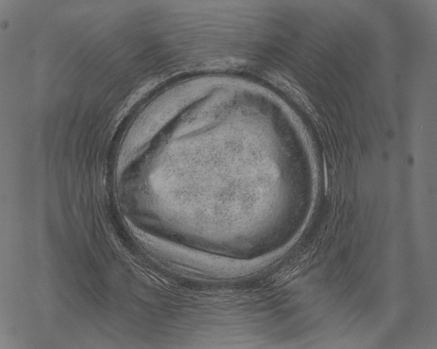 X0000068830483200605261619