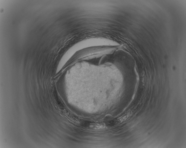 X0000068830559200605261618