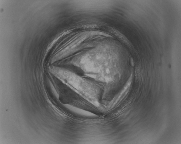 X0000068830722200605261615