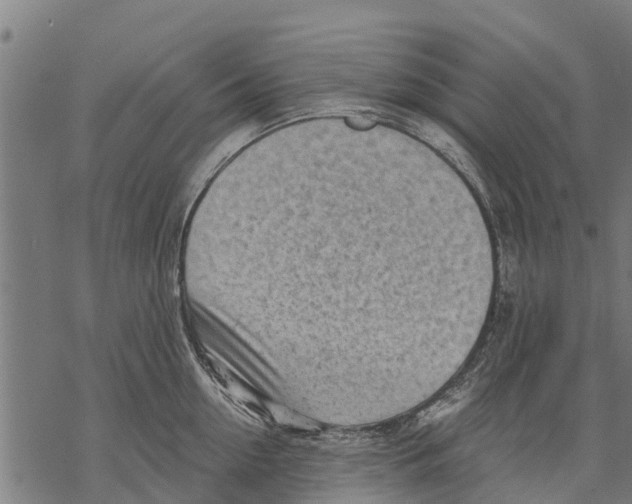 X0000068830954200605261612