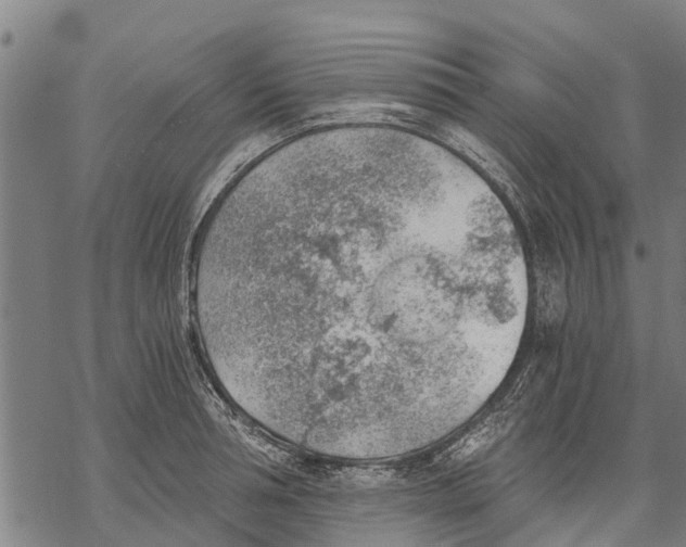 X0000068830994200605261611