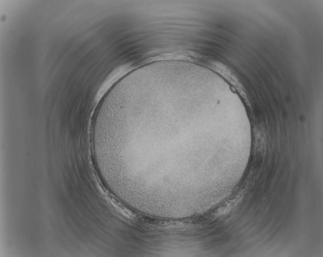 X0000068831002200605261611