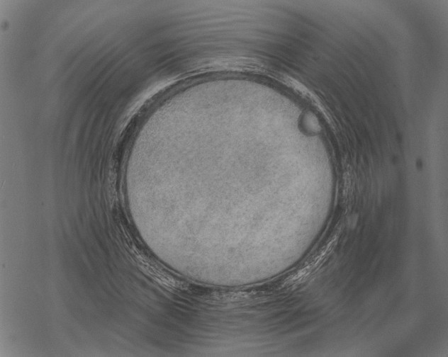 X0000068831019200605261610