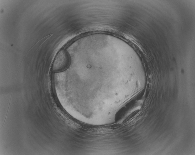 X0000068831024200605261610