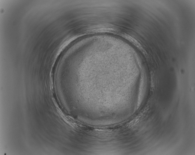 X0000068831031200605261610