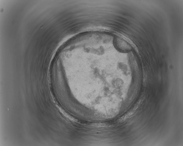 X0000068831037200605261610