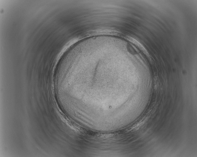 X0000068831043200605261610