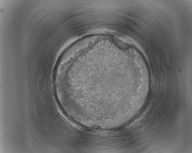 X0000068831045200605261610