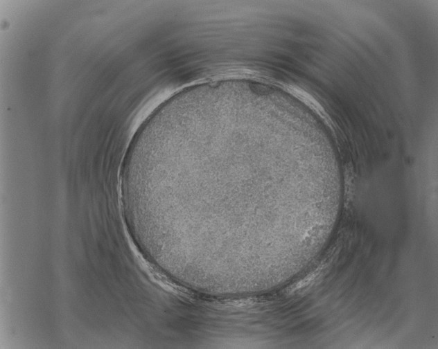 X0000068831047200605261610