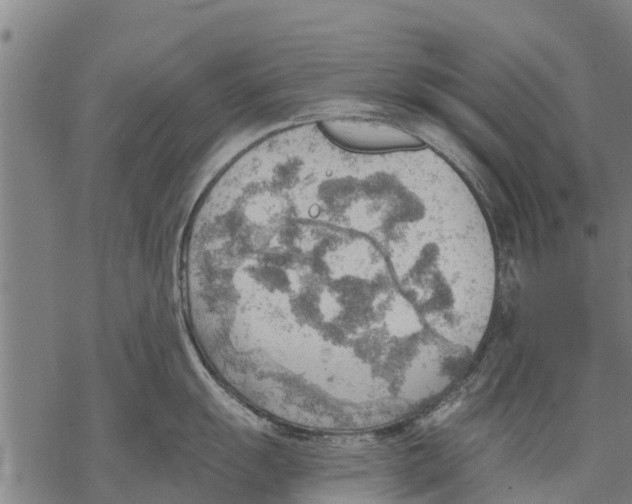 X0000068831055200605261611