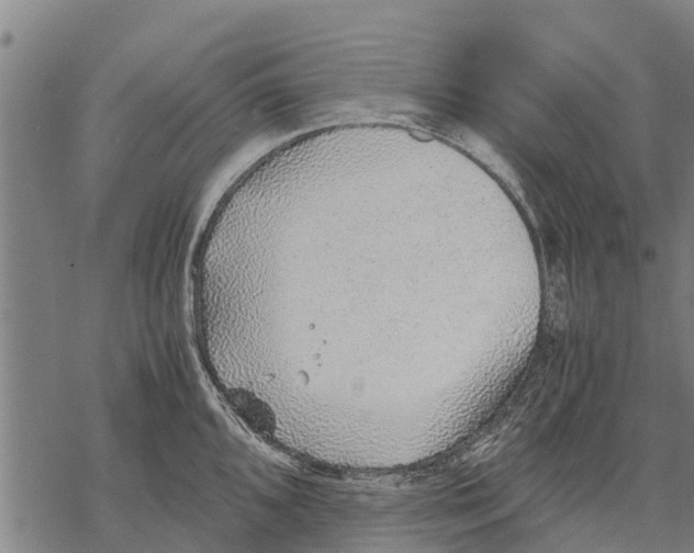 X0000068831096200605261609