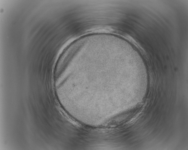 X0000068831240200605261607