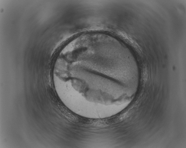 X0000068831262200605261606