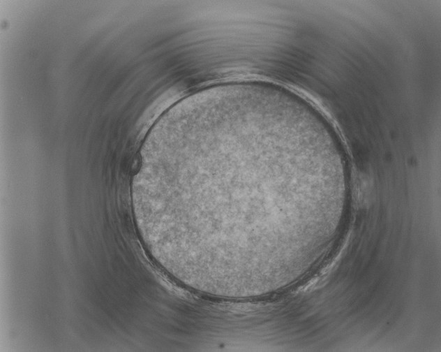 X0000068831289200605261606