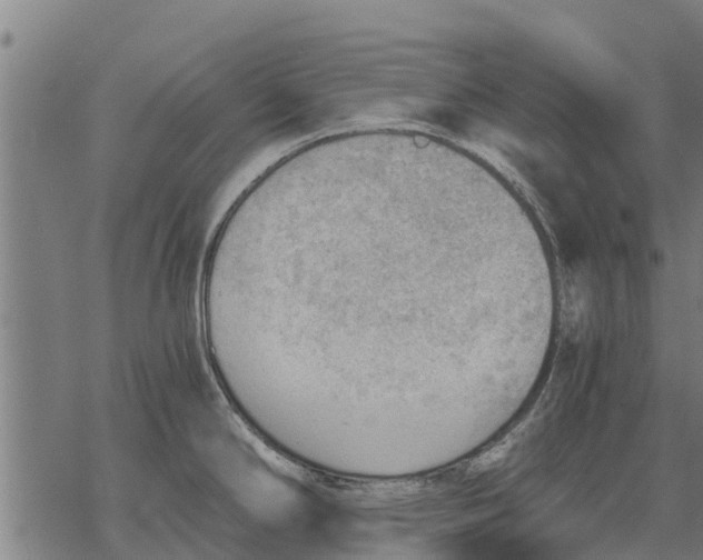 X0000068831294200605261606