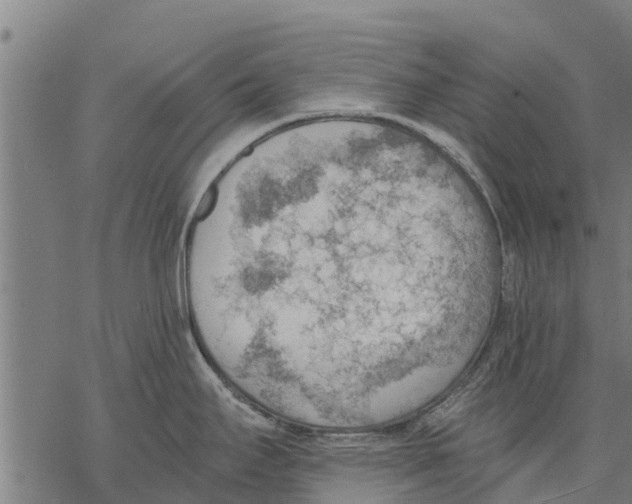 X0000068831295200605261606