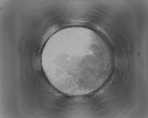 X0000068831362200605261605