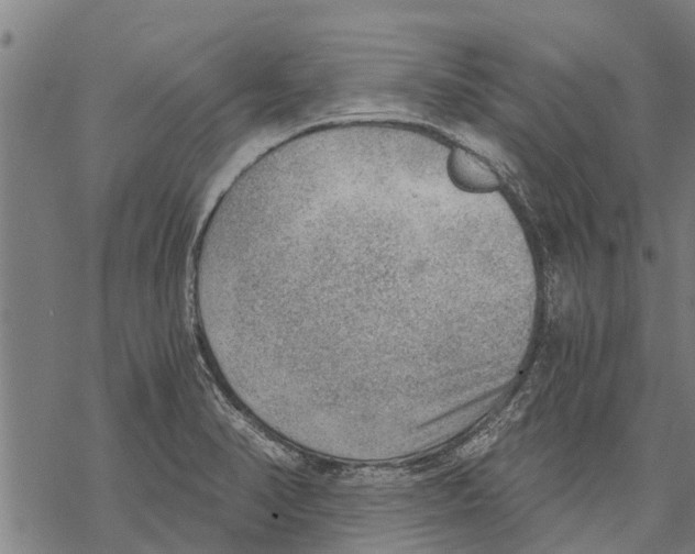 X0000068831374200605261605